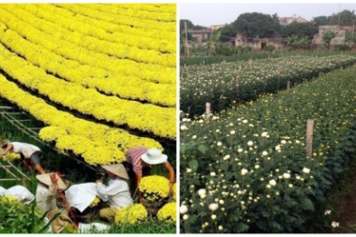 Tết Đinh Dậu: Người trồng hoa miền Bắc ngóng gió đông, miền Nam lo ngập mặn
