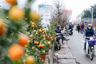 5 chợ hoa nổi tiếng Hà Nội nên ghé thăm trong dịp Tết