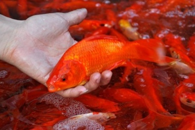 Cách chọn cá chép cúng ông Công, ông Táo
