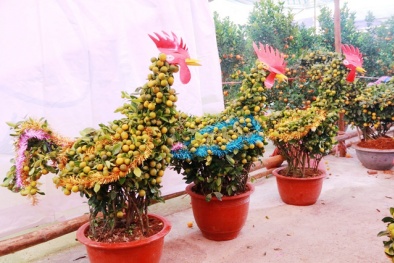 Quất cảnh hình gà tiền triệu gây sốt thị trường Tết Đinh Dậu