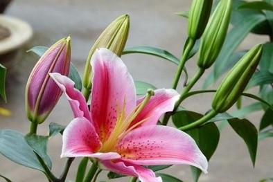 Loài hoa quý nhà nào cũng trưng bày trong ngày tết nhưng cực độc