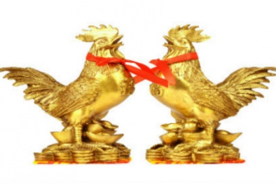 Những chuyện kỳ thú về con gà