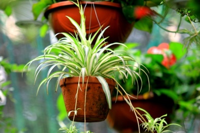 Kỹ thuật trồng cây dây nhện làm sạch không khí ô nhiễm trong nhà