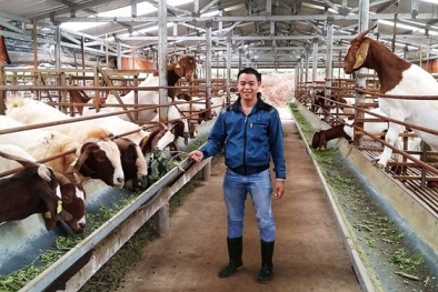 Bỏ việc quản đốc về nuôi dê núi làm giàu 10 tỷ/năm