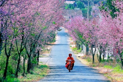 Đà Lạt huỷ lễ hội hoa mai anh đào vì hoa không nở