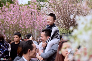 ​Hà Nội đưa 20 cây hoa anh đào về triển lãm ở Hồ Gươm
