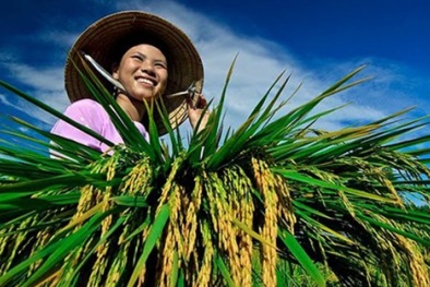 Khoa học công nghệ và Nông thôn