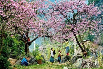 Những điểm du xuân hấp dẫn trong tháng 2 bạn nhất định phải đến