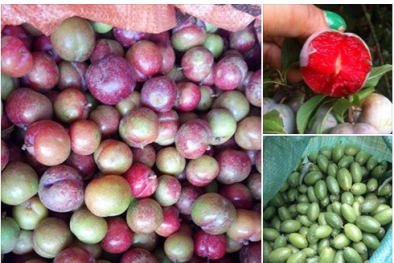 Bán mận chát, nhót xanh đầu mùa, sinh viên lãi tiền triệu mỗi ngày