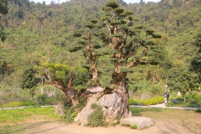 Cây duối nghìn năm tuổi có dáng bàn tay phật ở Ninh Bình