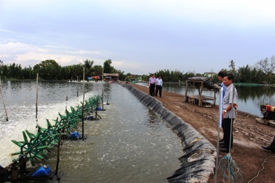 Tôm VietGAP lãi lớn