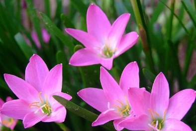 Kỹ thuật trồng cây hoa Tóc tiên làm đường viền quanh nhà rực rỡ