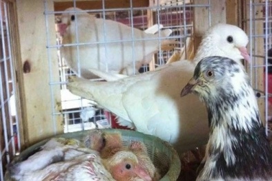 Kỹ thuật chăn nuôi chim bồ câu sinh sản một vốn bốn lời