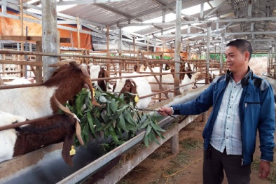 Chàng cử nhân đại học thu chục tỷ mỗi năm nhờ nuôi dê ngoại