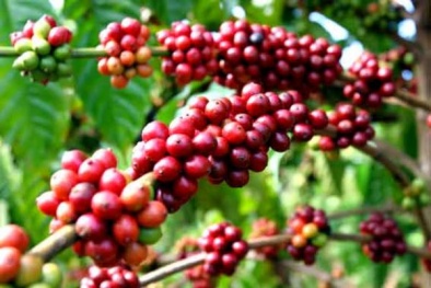 Đắk Lắk thay đổi diện mạo cho hàng hóa chủ lực