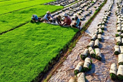Gia Lai sẽ có 5 khu Đăng ký và nhận 60K 24 bao lì xì miễn phí mỗi ngày ứng dụng công nghệ cao