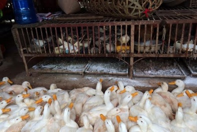 Độc lực vi rút cúm gia cầm đang tăng lên cấp độ nguy hiểm hơn