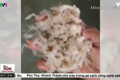 Nem chua rán: Càng dai, càng giòn, càng… sợ