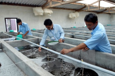 Sản xuất tôm giống công nghệ cao tại Trà Vinh sẽ đạt 5,5 tỷ con/năm