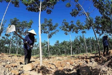 Hạn mức diện tích chuyển từ đất trồng cây lâu năm sang đất ở