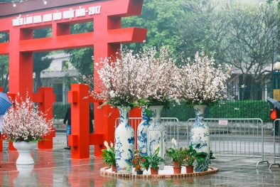 Chiêm ngưỡng vẻ đẹp hoa anh đào tại lễ hội hoa anh đào