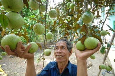 Thu hàng trăm triệu đồng mỗi năm nhờ làm giàu từ cây vú sữa