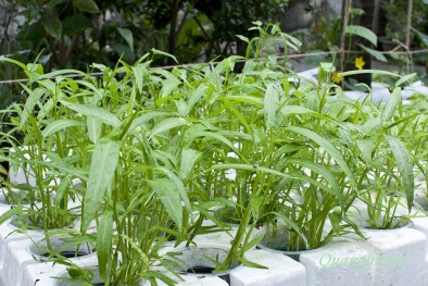 Kỹ thuật trồng cây rau muống trong thùng xốp khỏi lo hóa chất