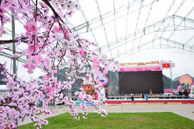 Thêm một triển lãm hoa anh đào được tổ chức tại Vĩnh Phúc ngày 17- 19/3/2017