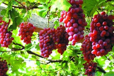 Kỹ thuật trồng cây và chăm sóc giàn Nho cho quả sai trĩu cành