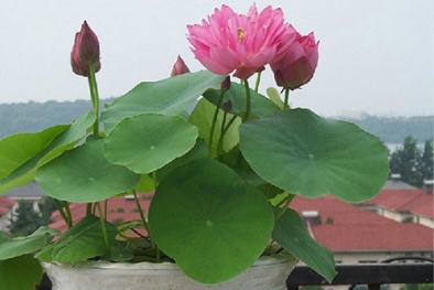 Kỹ thuật trồng cây Sen mini Nhật tại nhà đẹp ngan ngát hương thơm