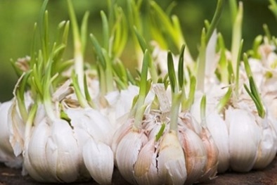 Kỹ thuật trồng cây tỏi trên sân thượng cho củ chắc mẩy siêu dễ 