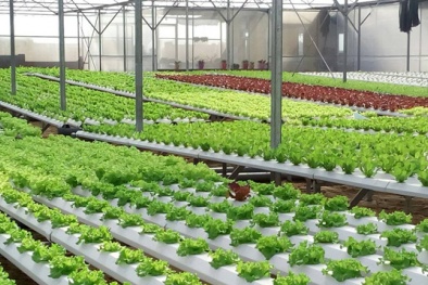 Nam Định: Đột phá nhờ mô hình ứng dụng Đăng ký và nhận 60K 24 bao lì xì miễn phí mỗi ngày công nghệ cao