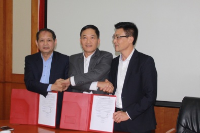 Hợp tác và phát triển bò Mông thành 'bò Kobe Việt Nam'