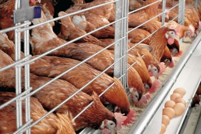 Kỹ thuật nuôi gà siêu trứng mang tiền tươi thóc thật ngay trong ngày