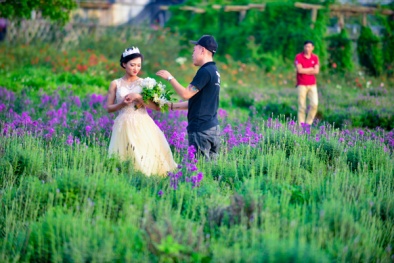 Ngây ngất với vườn hoa oải hương tuyệt đẹp giữa lòng Hà Nội