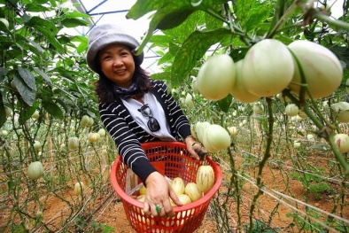 Nông dân làm giàu tiền tỷ nhờ trồng dưa Pepino đẹp như mơ