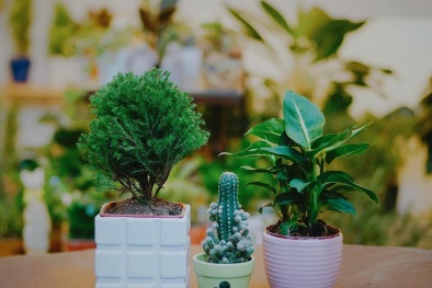 Trồng cây cảnh hợp mệnh phong thủy để tiền tài dồi dào, may mắn bủa vây