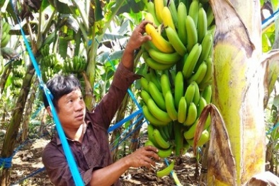 Những giống chuối đặc sản nổi tiếng ở Việt Nam