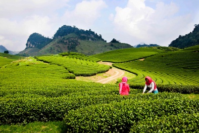 Cẩm nang cần thiết cho chuyến đi phượt Mộc Châu ngắm đồi chè xanh mướt