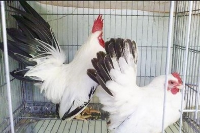 Kỹ thuật nuôi chim bồ câu kiểng sinh sản kiếm tiền tỷ xây nhà lầu