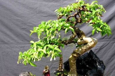 Mẹo phong thủy: Trồng cây này trong nhà giúp gia chủ may mắn và giàu có
