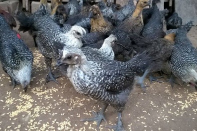 Kỹ thuật nuôi và chăm sóc gà ác kiếm vài trăm triệu mỗi năm cực đơn giản
