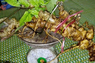Kiếm tiền tỷ nhờ làm giàu từ cây 'ai dùng cũng khỏe'