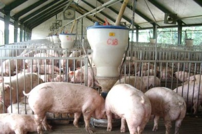 Thương lái buôn thịt lợn ‘ăn dày’, người chăn nuôi và tiêu dùng chịu thiệt