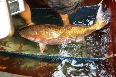Cá sủ vàng 10 kg mắc lưới ngư dân trên sông Thị Vải