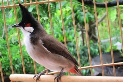 Hàng loạt tật xấu của chim chào mào và cách khắc phục hiệu quả