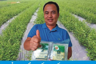 Đi tìm nguồn gốc 'thần dược' chữa Viêm Gan B