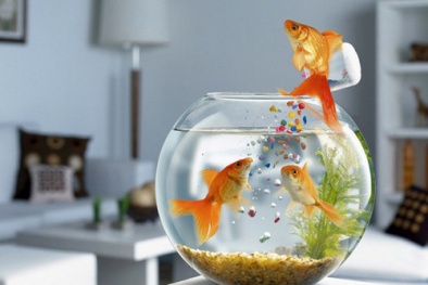 Nuôi cá trong bình thủy tinh mini tuyệt đẹp đặt ở bất cứ đâu