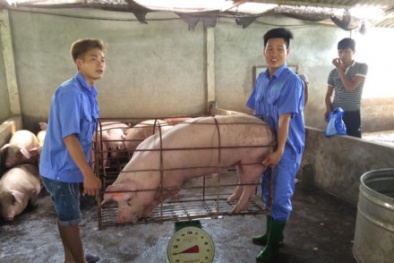 ‘Giải cứu’ thịt lợn: Bộ NN&PTNT lên tiếng