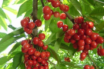 Kỹ thuật trồng cây nho chuỗi ngọc 'sang chảnh' tại nhà khỏi lo giá 'cắt cổ' 